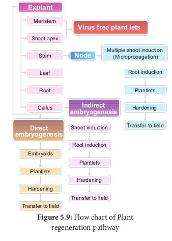 Flow chart of Plant regeneration pathway