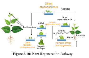 Plant Regeneration Pathway