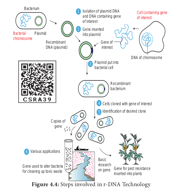 Figure 4.4: Steps involved in r-DNA Technology