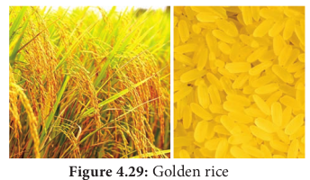 Figure 4.29: Golden rice