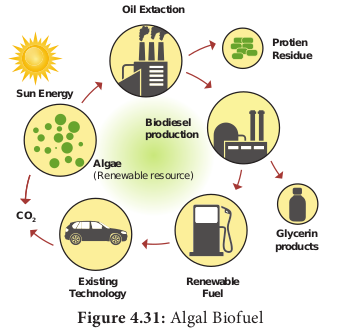 Figure 4.31: Algal Biofuel