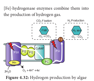 Figure 4.31: Algal Biofuel