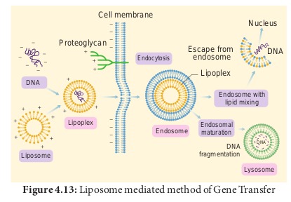 Figure 4.13: Liposome mediated method of Gene Transfer