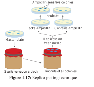 Figure 4.19: Replica plating technique