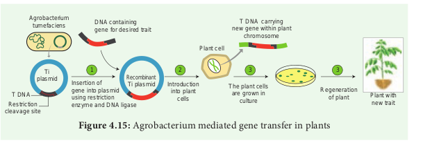 Figure 4.15: Agrobacterium mediated gene transfer in plants