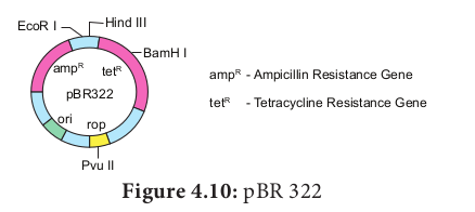 Figure 4.10: pBR 322