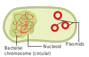 Figure 4.9: Bacterial chromosome and plasmids 