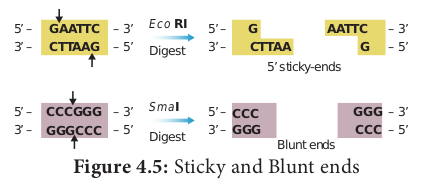 Figure 4.5: Sticky and Blunt ends