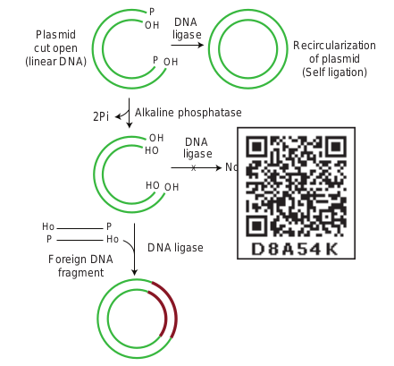 Figure 4.6: DNA ligase reaction