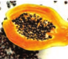 Sunflower Figure 6.33: Papaya