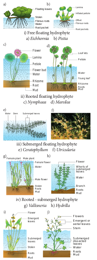 Hydrophytes