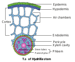 T.S. of Hydrilla stem