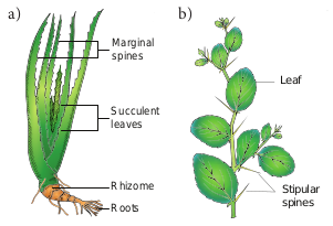 a)Succulent xerophyte – Aloe 