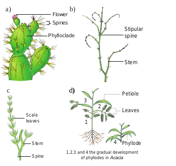 Xerophytes