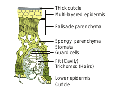 T.S. of Nerium leaf