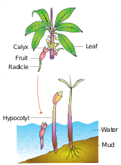 Viviparous type of seed germination