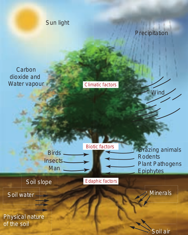 Environmental factors affecting a plant