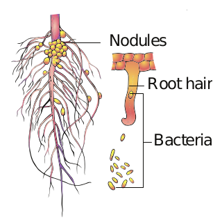 Figure 6.10:A nodulated legumeplant root with bacteria