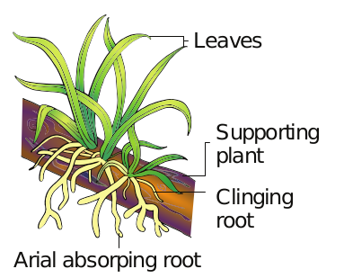 Figure 6.11: An epiphytic plant-Vanda