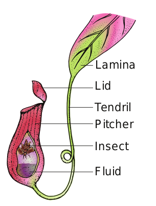 Figure 6.12: Pitcher plant – with insect