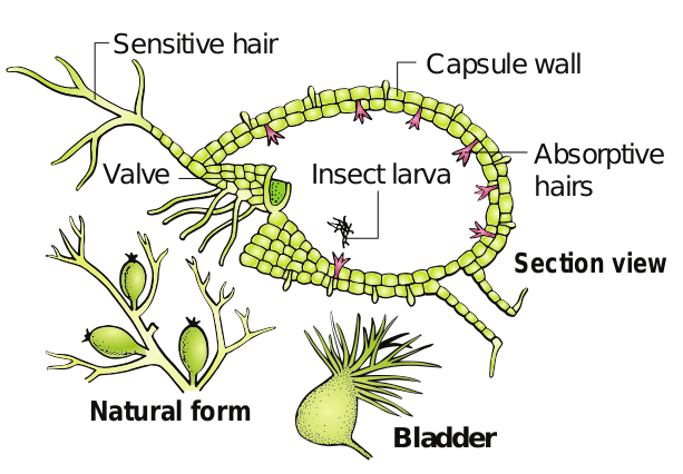 Insectivorous plant Utricularia