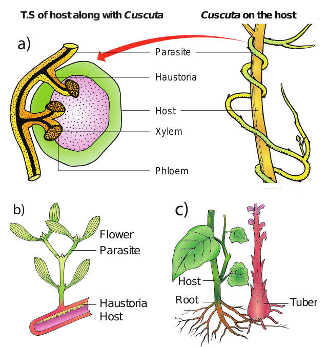 a) Holoparasite – Cuscuta  