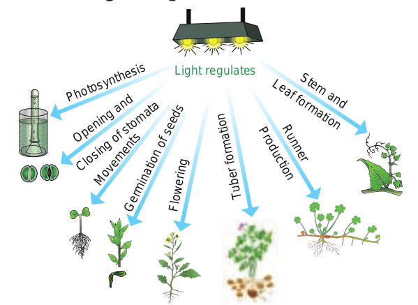 Various effects of light upon a green plant  