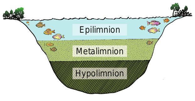 Thermal stratification of pond