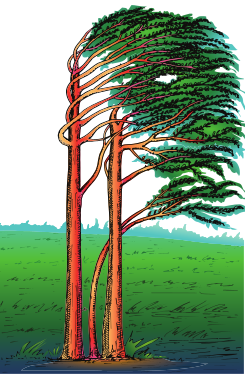 Altitudinal zonation of vegetation