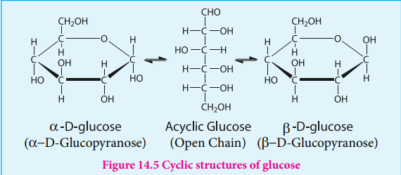 Figure 14.5 Cyclic structures of glucose