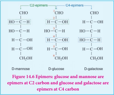 Figure 14.6 Epimers: glucose and mannose are epimers at C2 carbon and glucose and galactose are epimers at C4 carbon