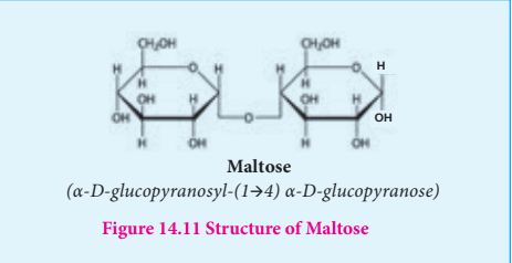 Figure 14.11 Structure of Maltose