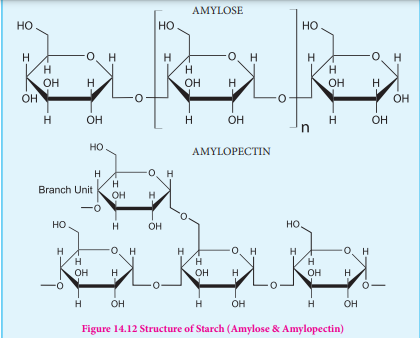 Figure 14.12 Structure of Starch (Amylose &amp; Amylopectin)