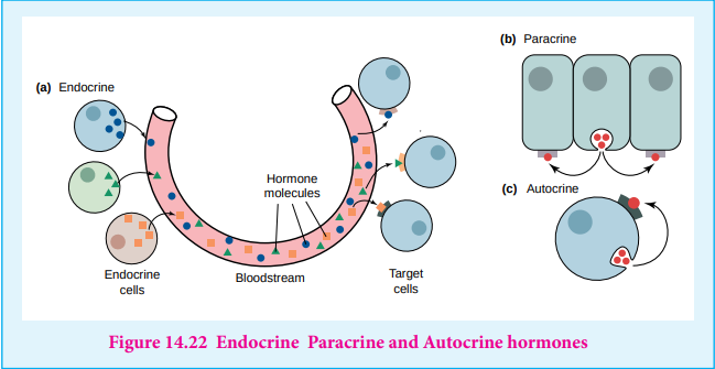 Figure 14.22 Endocrine Paracrine and Autocrine hormones