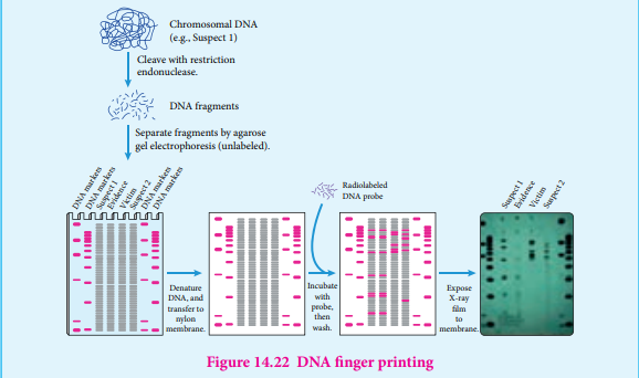 Figure 14.22 DNA finger printing