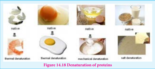 Figure 14.18 Denaturation of proteins