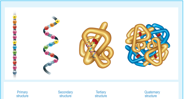 Figure 14.17 Four levels of protein structure