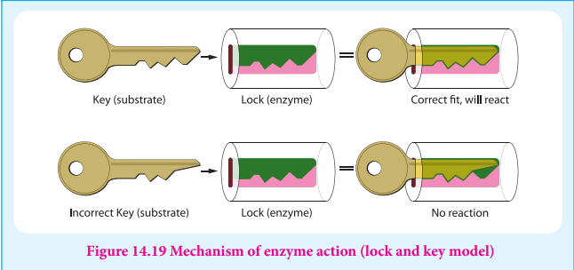 Figure 14.19 Mechanism of enzyme action (lock and key model)