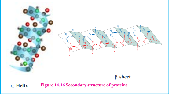 Figure 14.16 Secondary structure of proteins