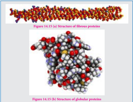 Figure 14.15 (a) Structure of fibrous proteins Figure 14.15 (b) Structure of globular proteins