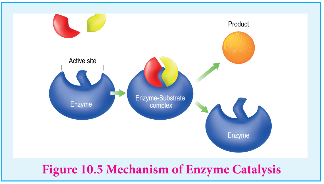 Alt Figure 10.5 Mechanism of Enzyme Catalysis