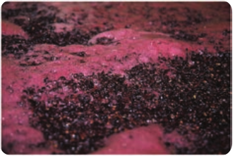  Bubble formation in grape juice fermentation