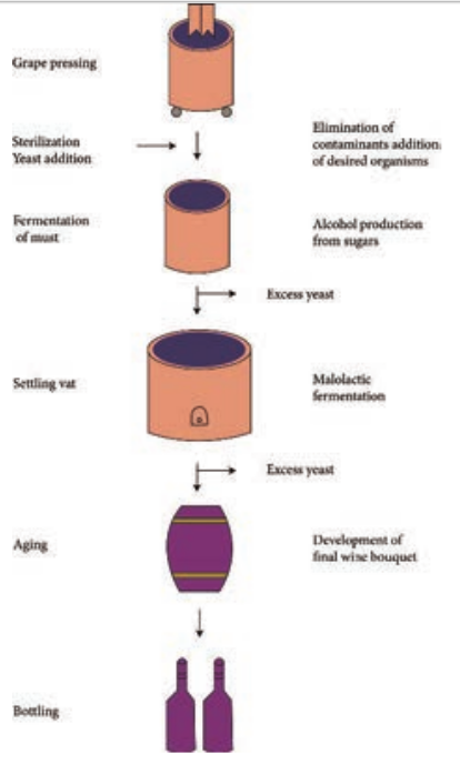  Steps involved in wine production