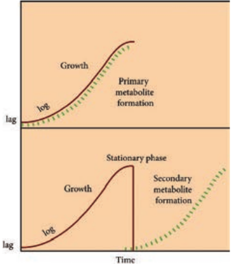  Production of primary and secondary metabolites in the growth cycle of microorganism