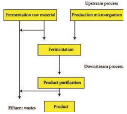  An overview of Fermentation process