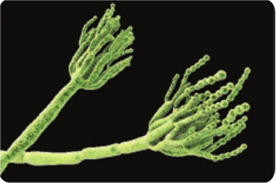  Structure of <em>Penicillium notatum</em>