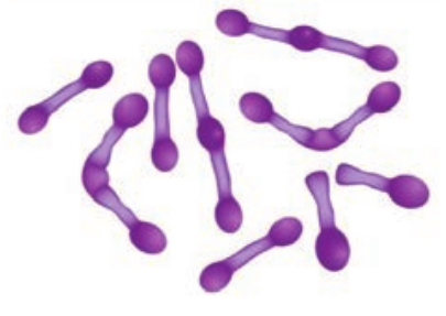  Gram staining of <em>Corynebacterium diphtheriae</em>