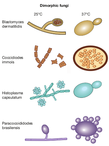  Dimorphic Fungi