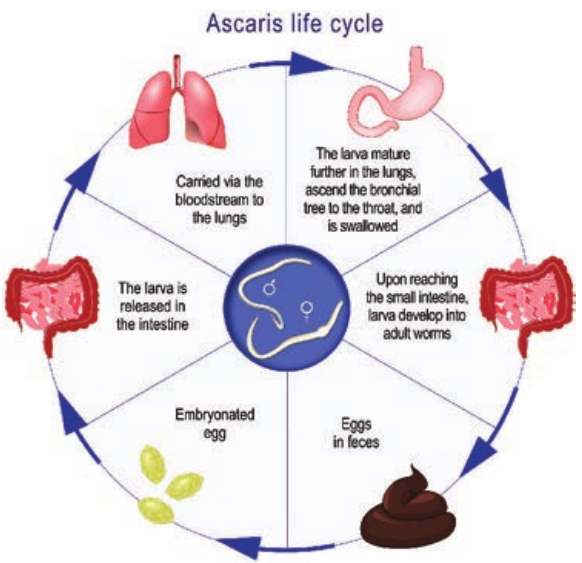  Lifecycle of