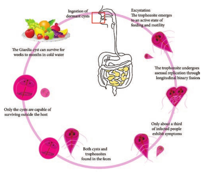  Life cycle  